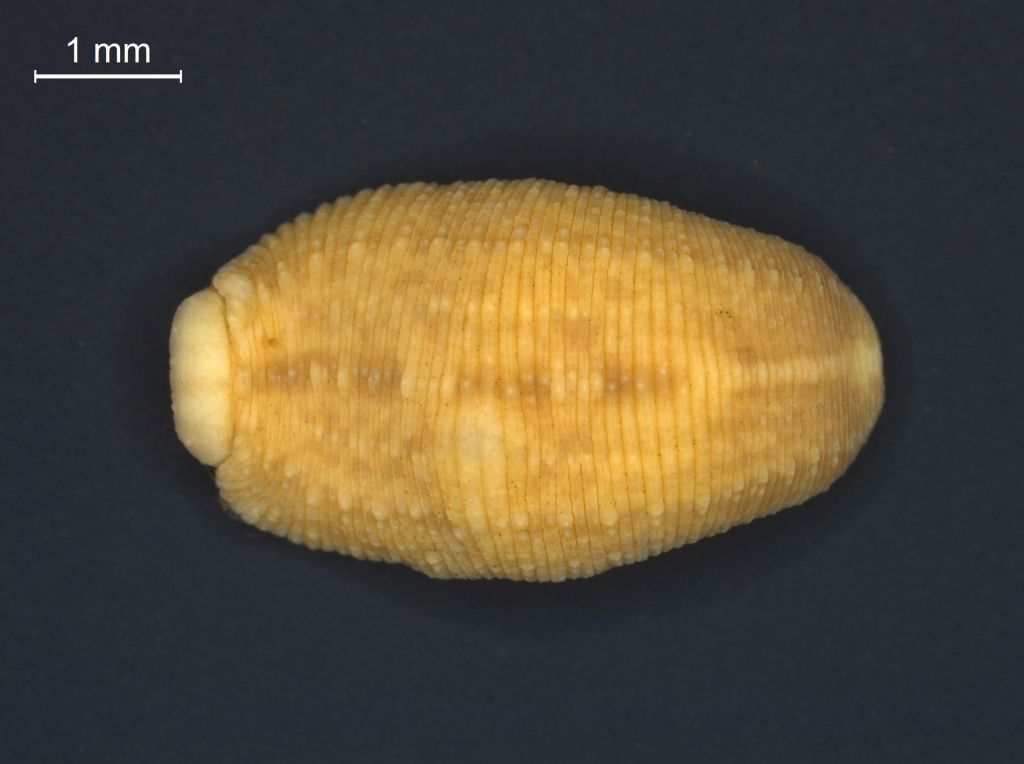 Placobdella costata